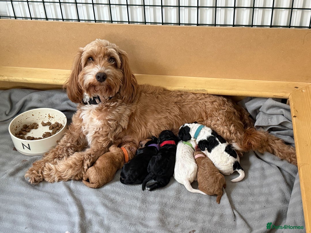 Mixed Breed dogs for sale: Cockapoo x Cavapoochon puppies 🐶 - Image 11