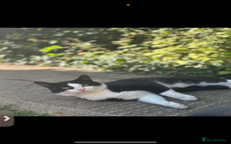 Mixed Breed cats for sale: hugo and bella - Image 2