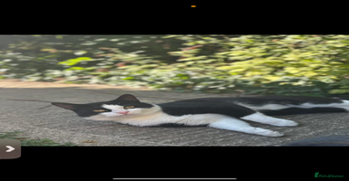 Mixed Breed cats - Advert 6
