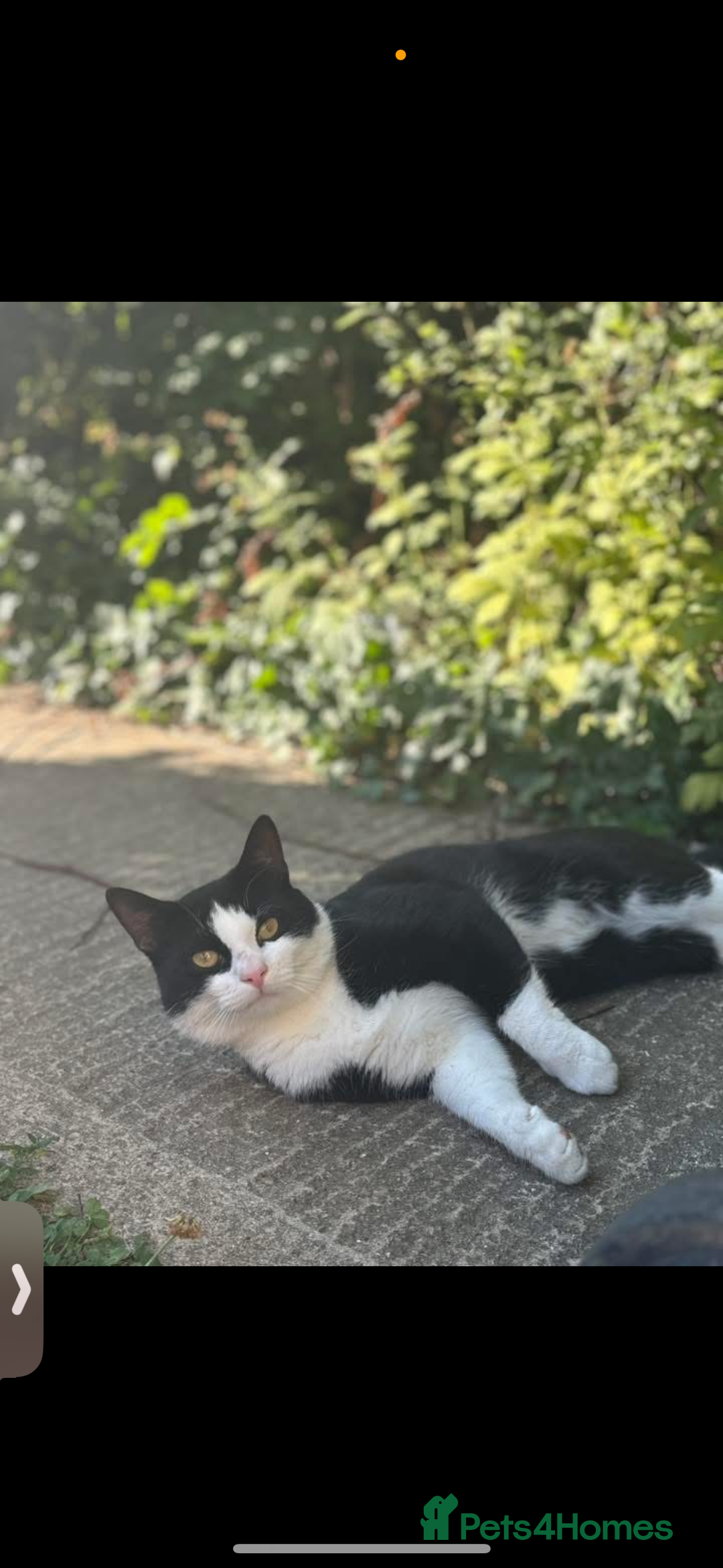 Mixed Breed cats for sale: hugo and bella - Image 2