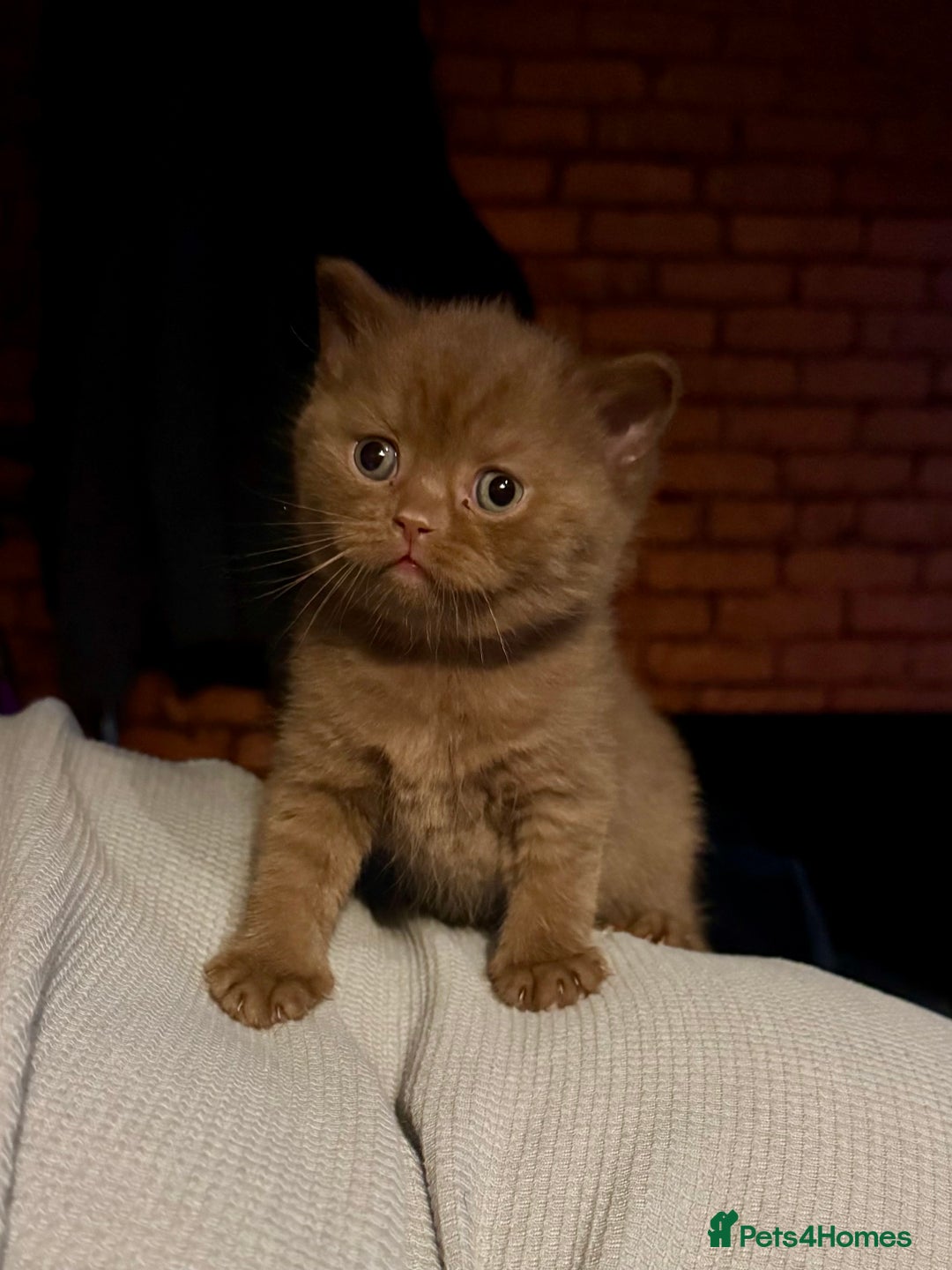 British Shorthair cats for sale: Cinnamon British shorthair kittens - Advert 3