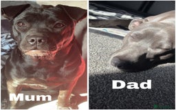 Mixed Breed dogs for sale: Beautiful pups due soon!!! - Image 1