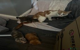 British Shorthair cats for sale: Tabby Kittens for sale - Image 10