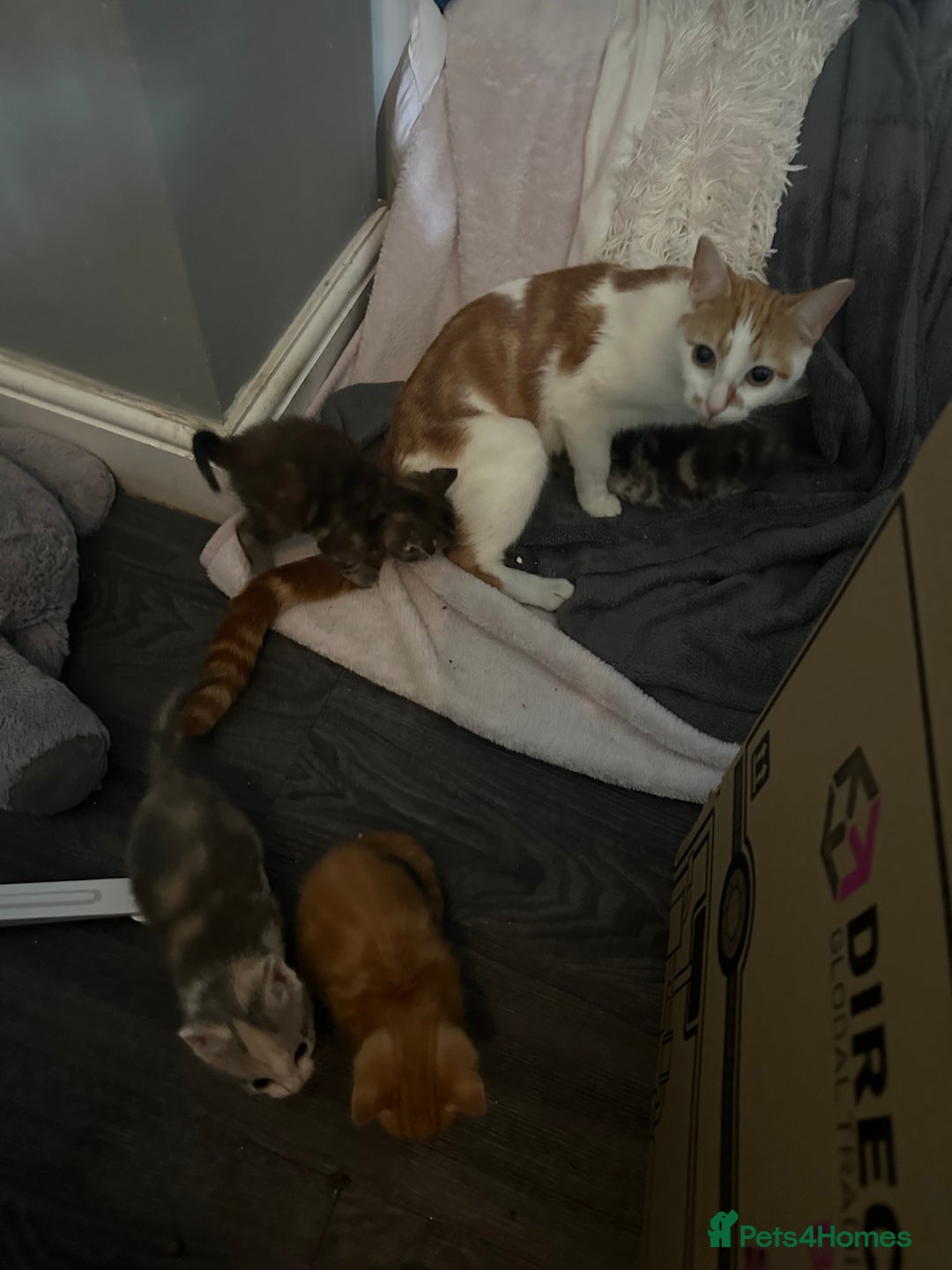 British Shorthair cats for sale: Tabby Kittens for sale - Image 10