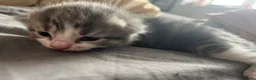 Mixed Breed cats for sale: beautiful kittens ready for adoption  - Advert 4
