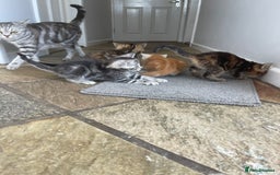 Mixed Breed cats for sale: Beautiful Kittens inc Ginger Girl - Image 11