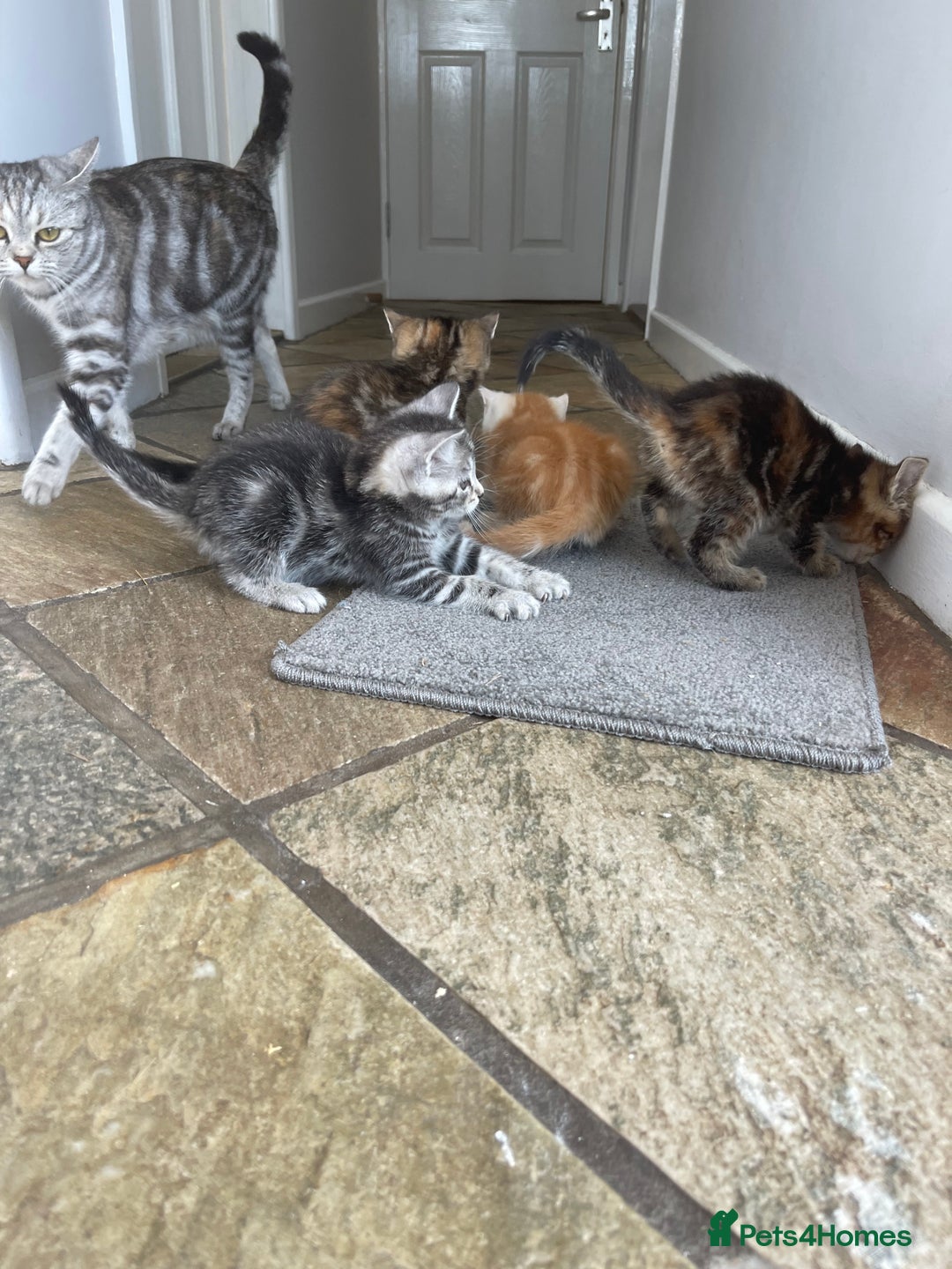 Mixed Breed cats for sale: Beautiful Kittens inc Ginger Girl - Image 11