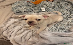 Frug dogs for sale: Truly Outstanding Fruggie Girls - Image 4