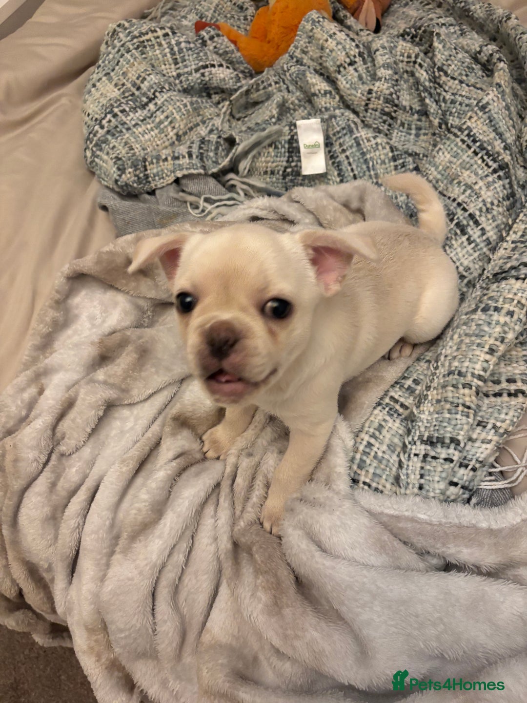 Frug dogs for sale: Truly Outstanding Fruggie Girls - Image 4