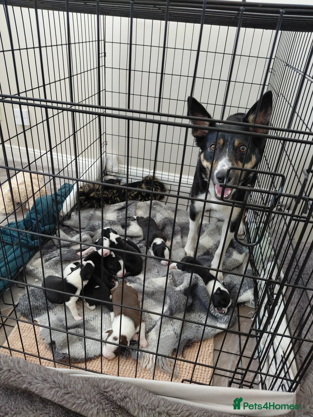 Mixed Breed dogs for sale: 8 healthy active collie pups in Cramlington - Advert 2