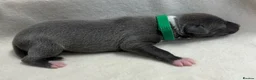 Whippet dogs for sale: Beautiful whippet puppies  - Advert 22