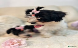 Biewer Terrier dogs for sale: 🩶🩷Biewer-Biro Champion heritage pups! 🐶❤️ - Image 4