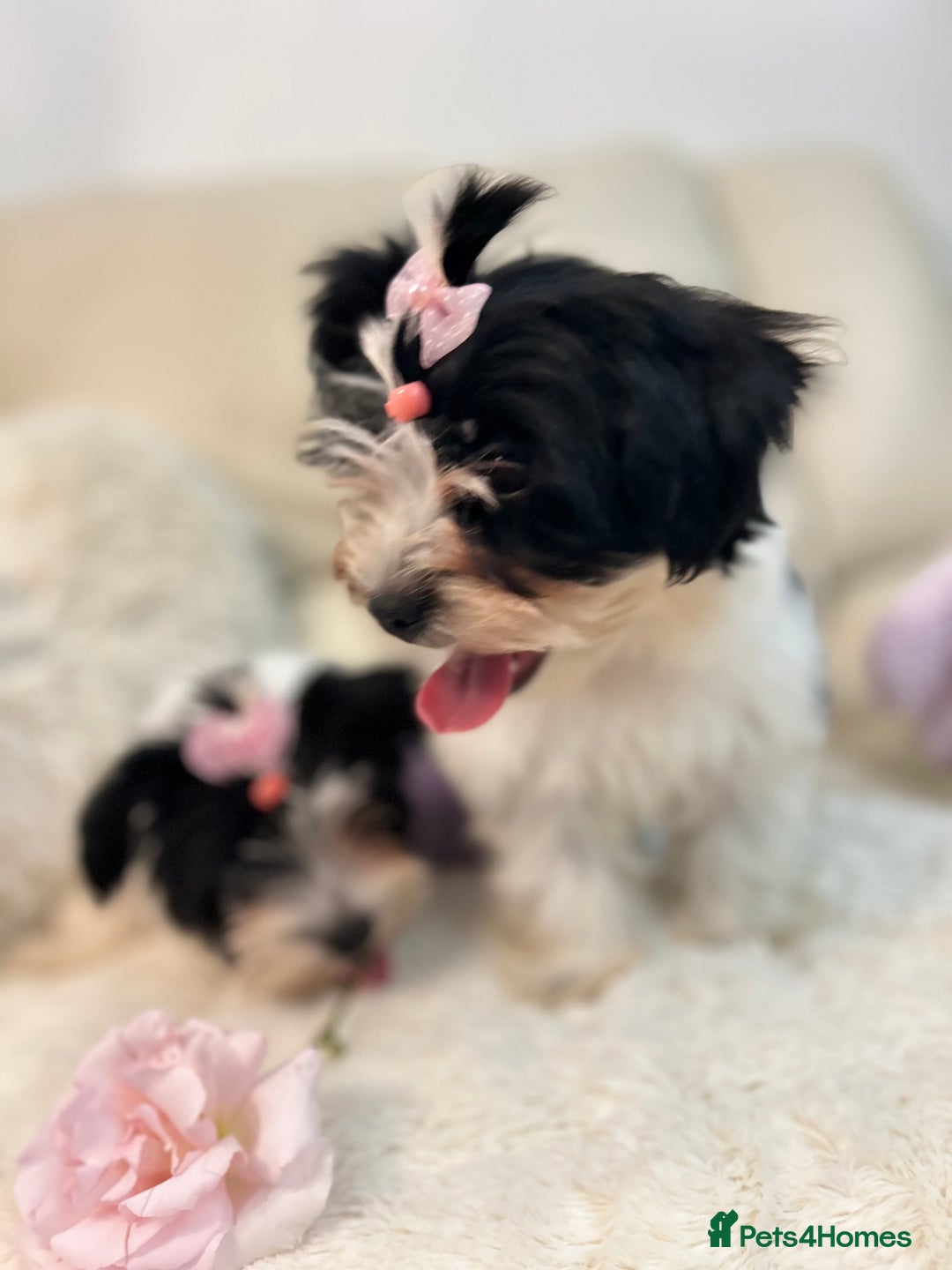 Biewer Terrier dogs for sale: 🩶🩷Biewer-Biro Champion heritage pups! 🐶❤️ - Image 4