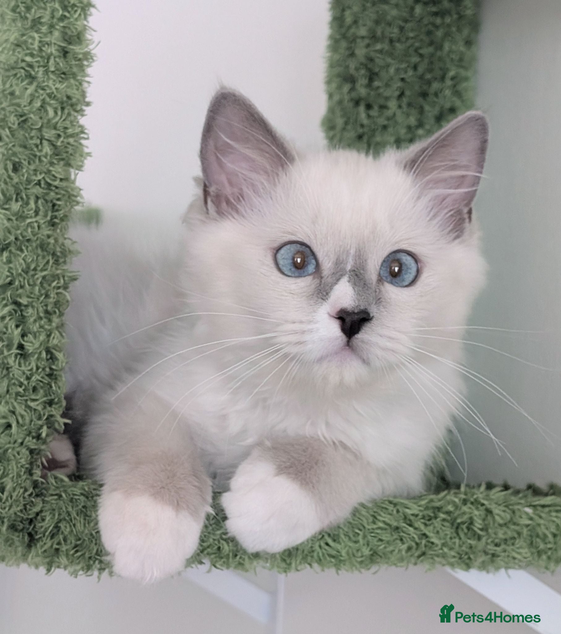 Ragdoll cats 💖Readynow TICA Female Ragdoll kitten  - Advert 15
