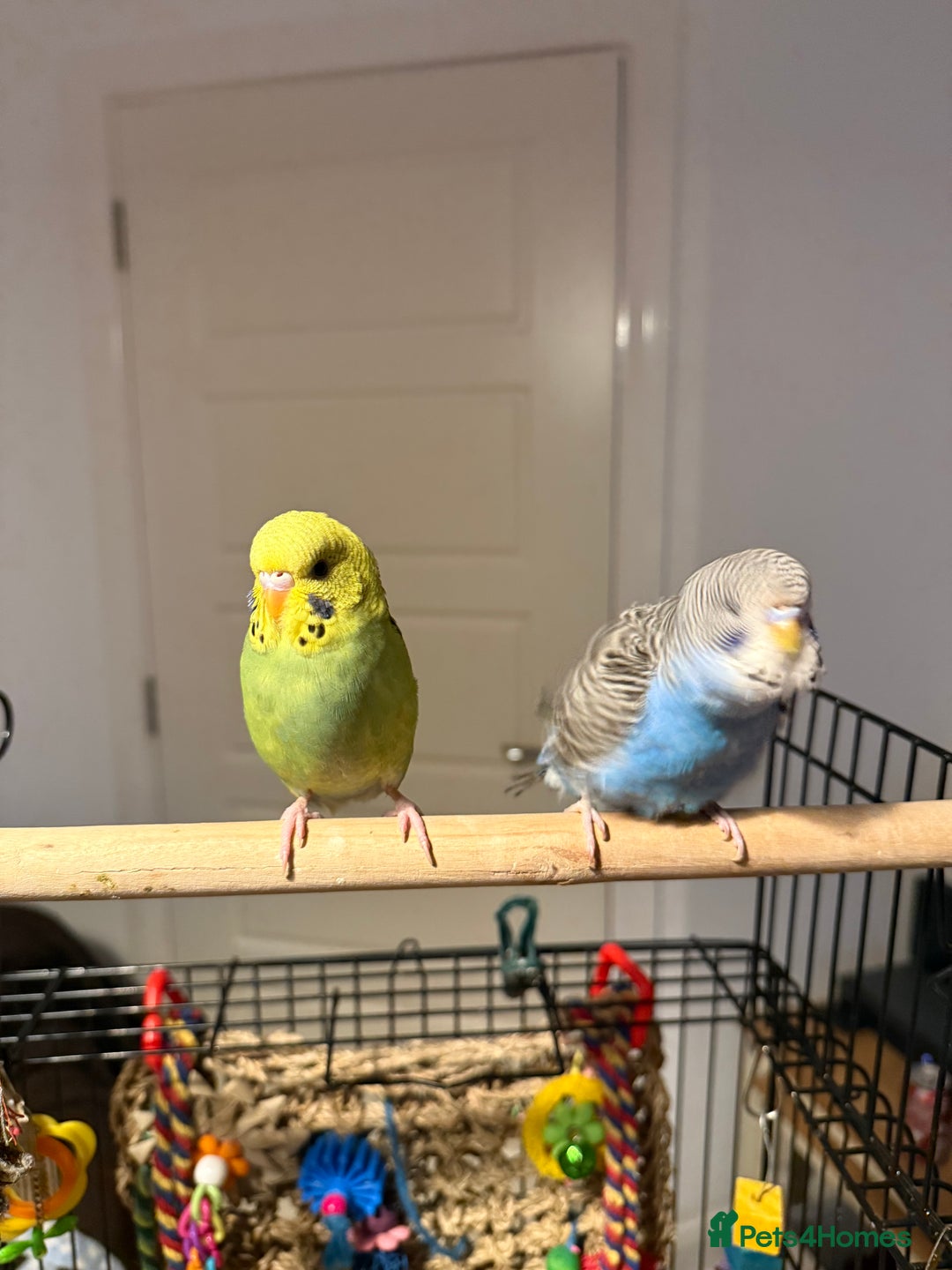 Budgerigars birds for sale: A pair of fully tamed budgies  £65 for both      - Image 16