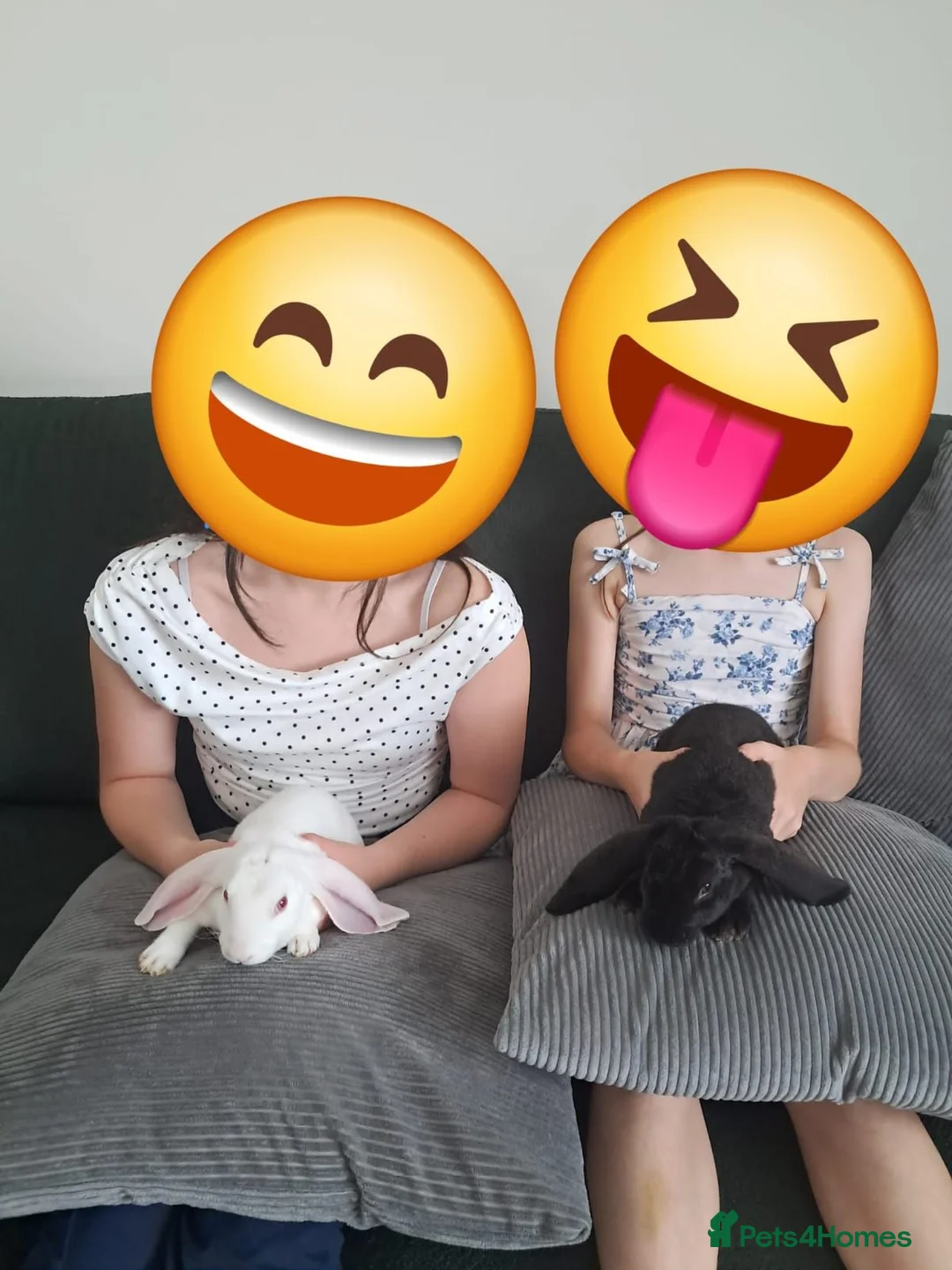 Rex rabbits for sale: RARE Velveteen young male  - Advert 10