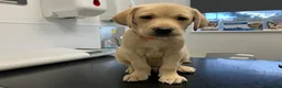 Labrador Retriever dogs for sale: Gorgeous Labrador puppies for sale - Advert 13
