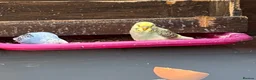 Budgerigars birds for sale: This years Budgies 3-6 months Male & Female - Advert 7