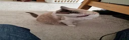 Snowshoe cats for sale: Princess Leia - Advert 4