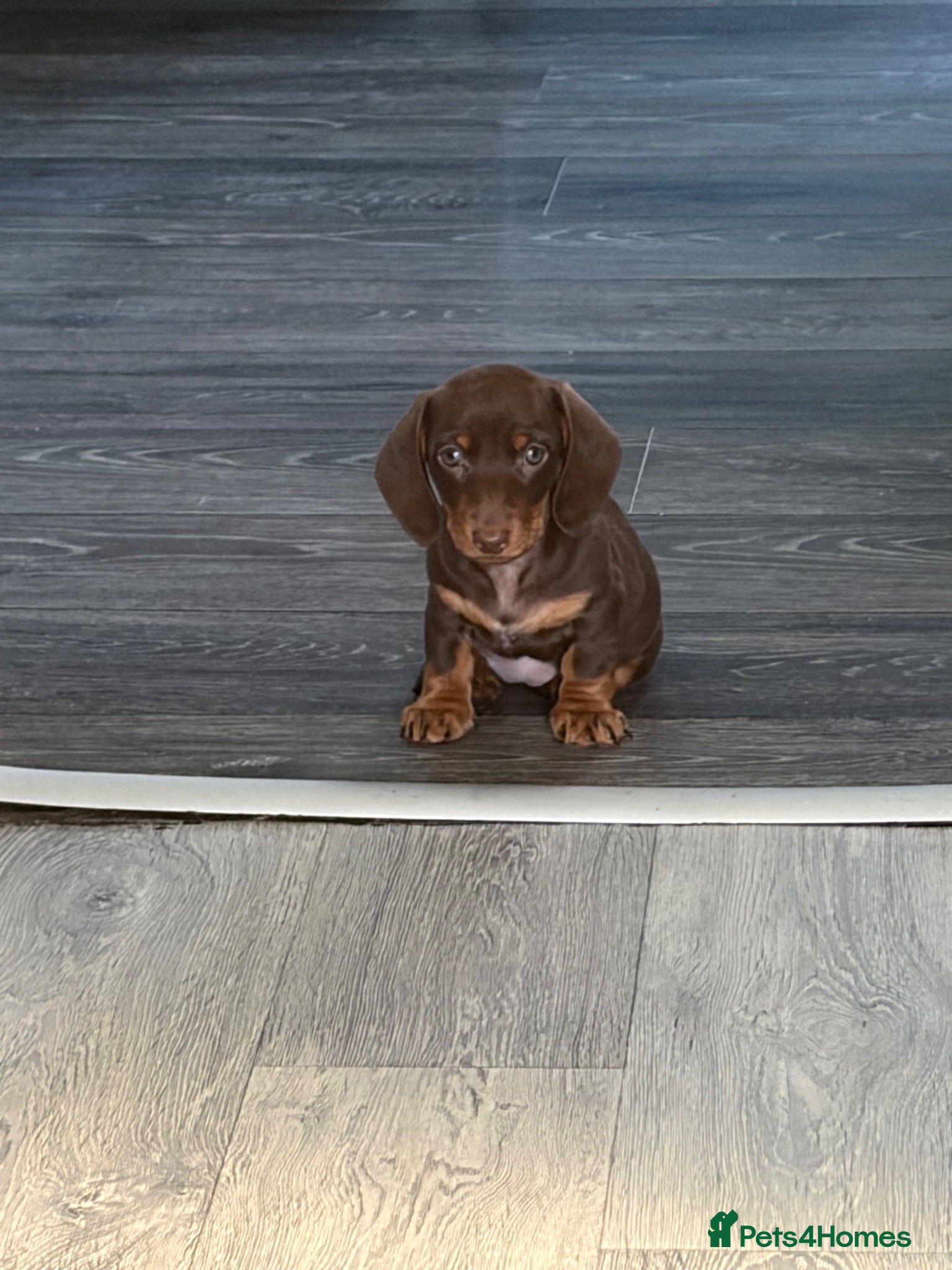 Miniature Dachshund dogs lovely playful puppy for sale  - Advert 1