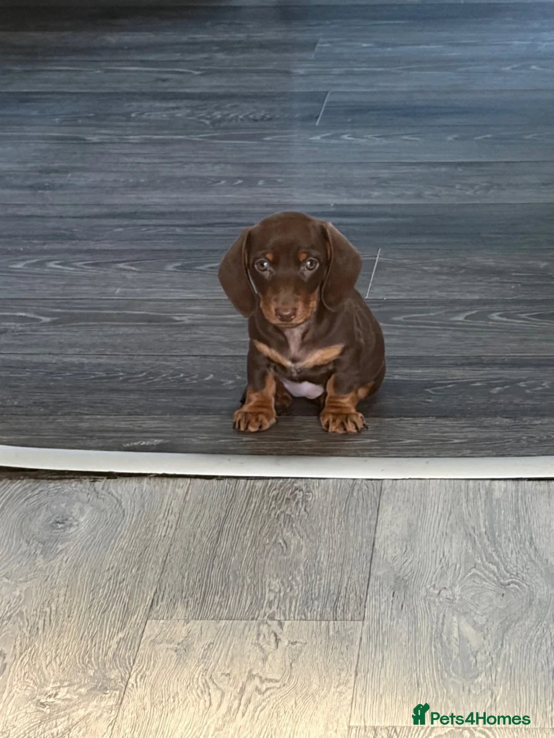 Miniature Dachshund dogs for sale: lovely playful puppy for sale  - Advert 1