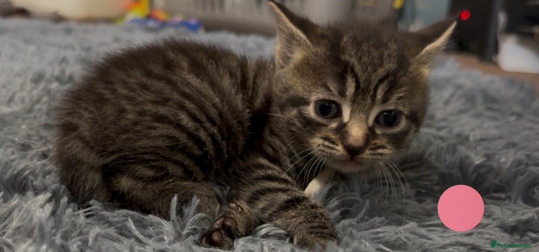 Mixed Breed cats for sale: 4 Adorable kittens left  - Image 5