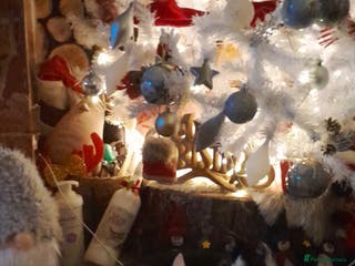 Mixed Breed cats Male kittens - Advert 17