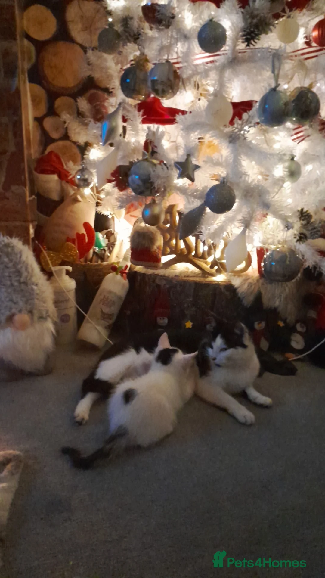 Mixed Breed cats for sale: Male kittens - Advert 1