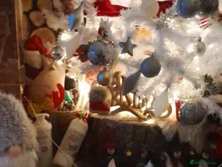 Mixed Breed cats Male kittens - Advert 4