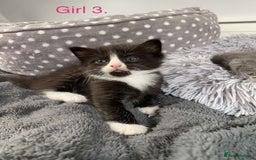 Mixed Breed cats for sale: 5 charming kittens - Image 4