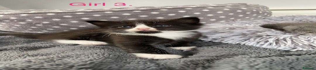 Mixed Breed Kitten 3