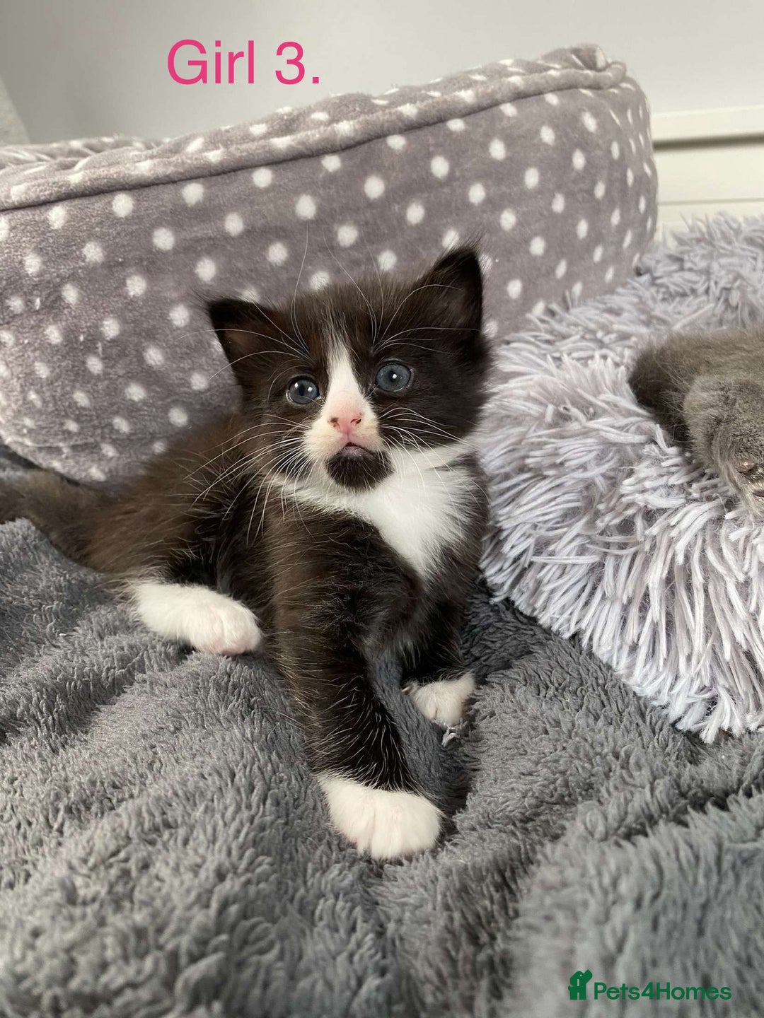 Mixed Breed cats for sale: 5 charming kittens - Image 4