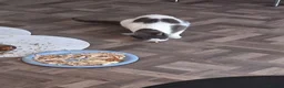 Mixed Breed cats for sale: Black and white kittens  - Advert 1