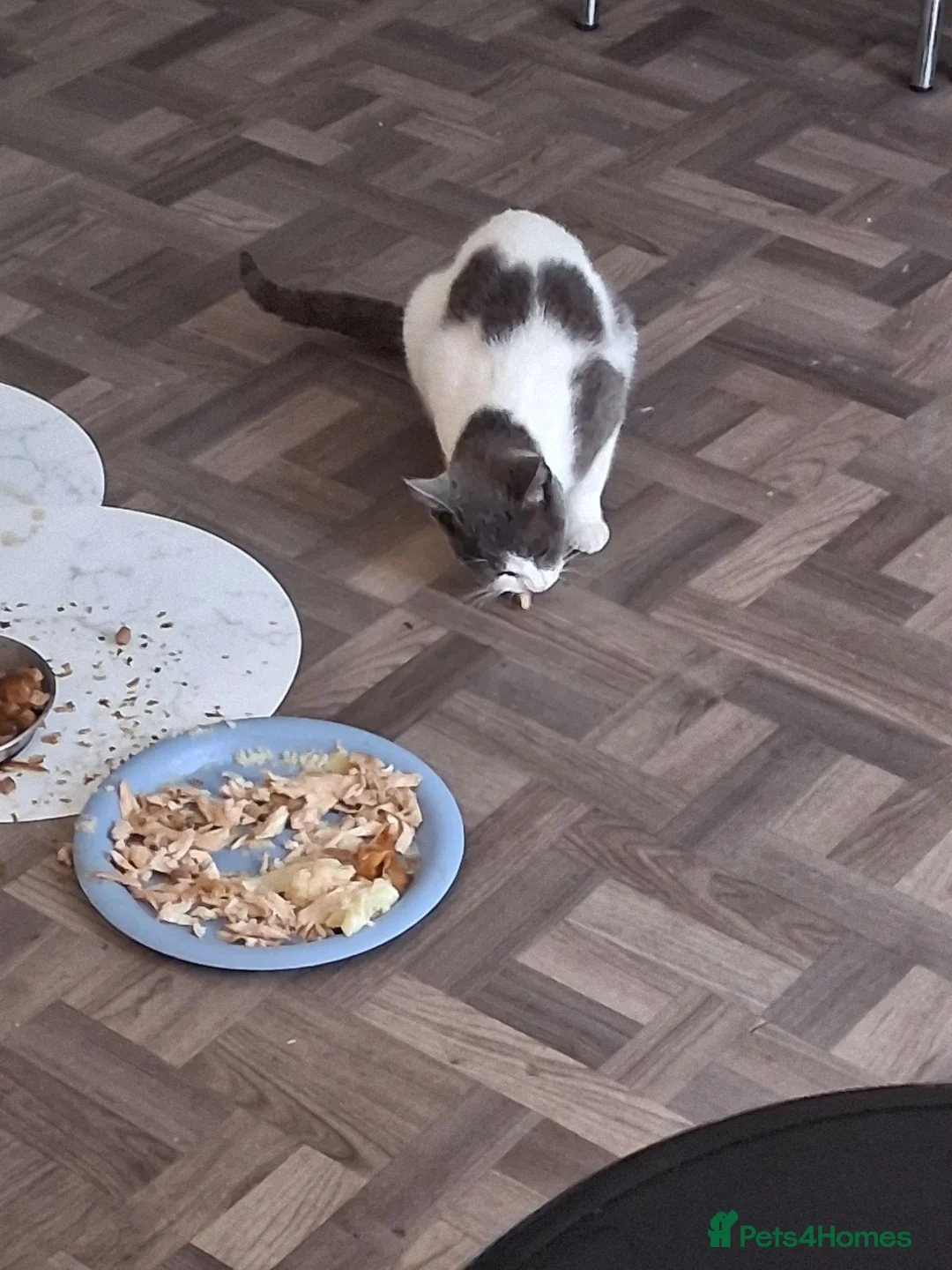 Mixed Breed cats for sale: Black and white kittens  - Advert 1