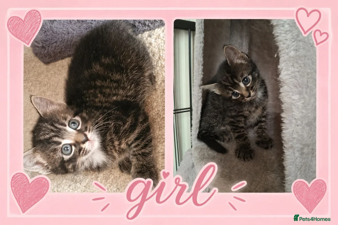 Mixed Breed cats for sale: 4 adorable kittens looking for a forever home - Advert 2