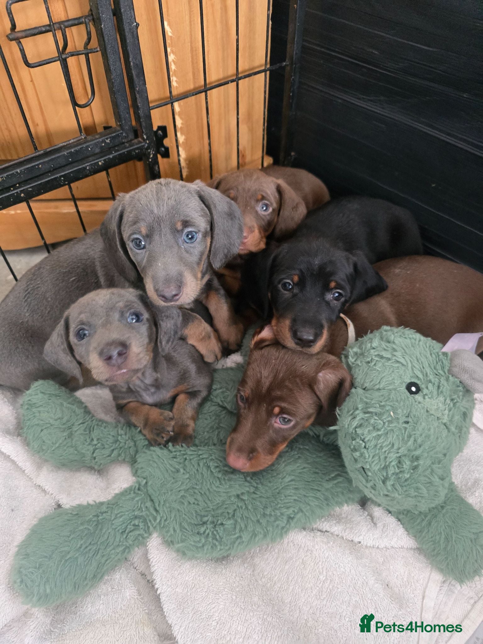 Miniature Dachshund dogs Beautiful Dachshunds - Advert 17