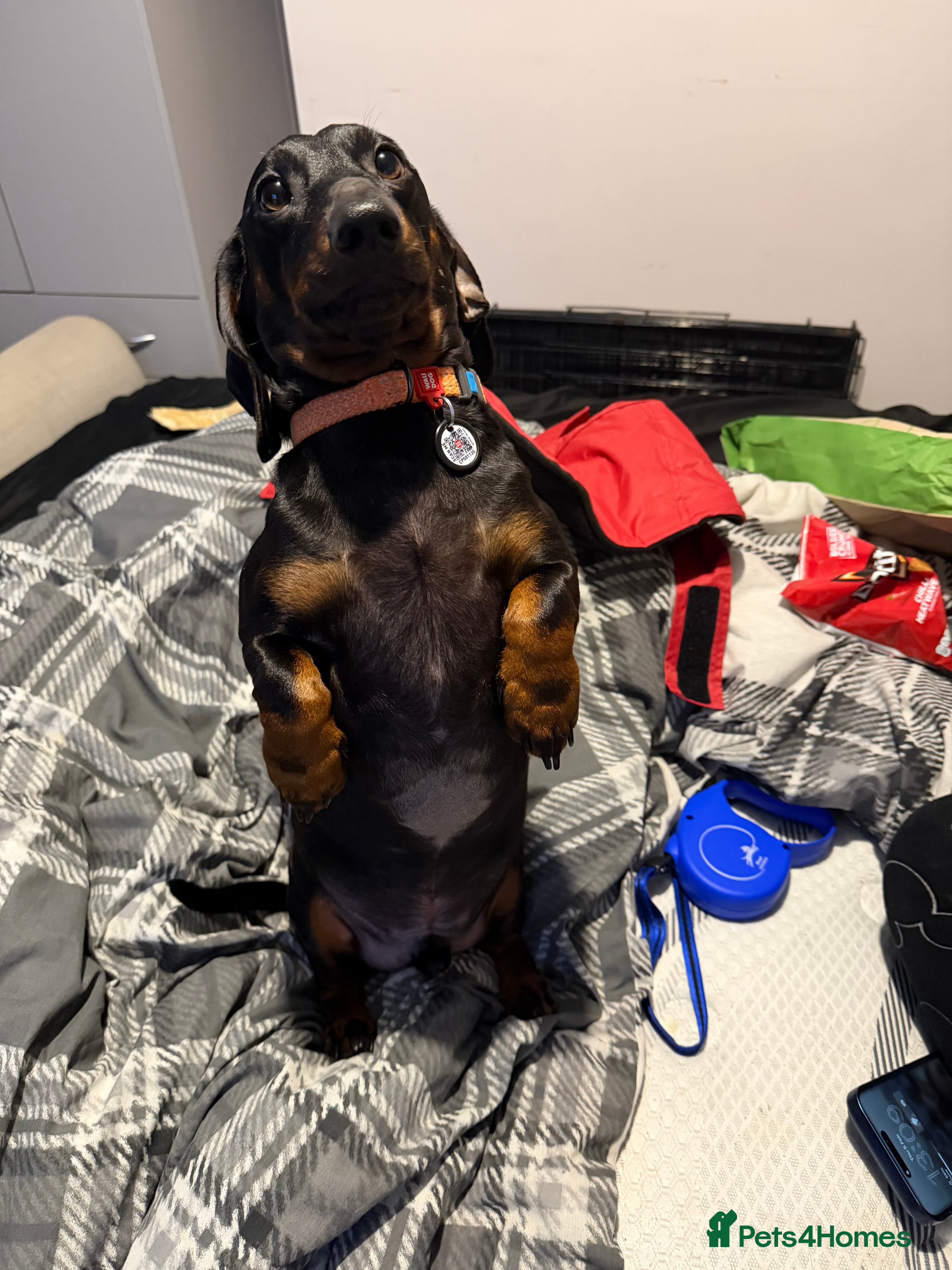 Dachshund dogs 2 year old Daschund  - Advert 1