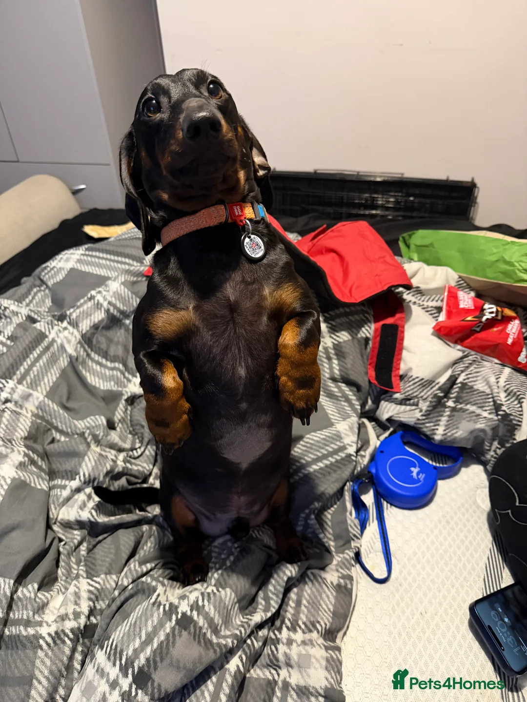 Dachshund dogs for sale: 2 year old Daschund  - Advert 1
