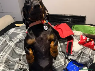 Dachshund dogs 2 year old Daschund - Advert 4