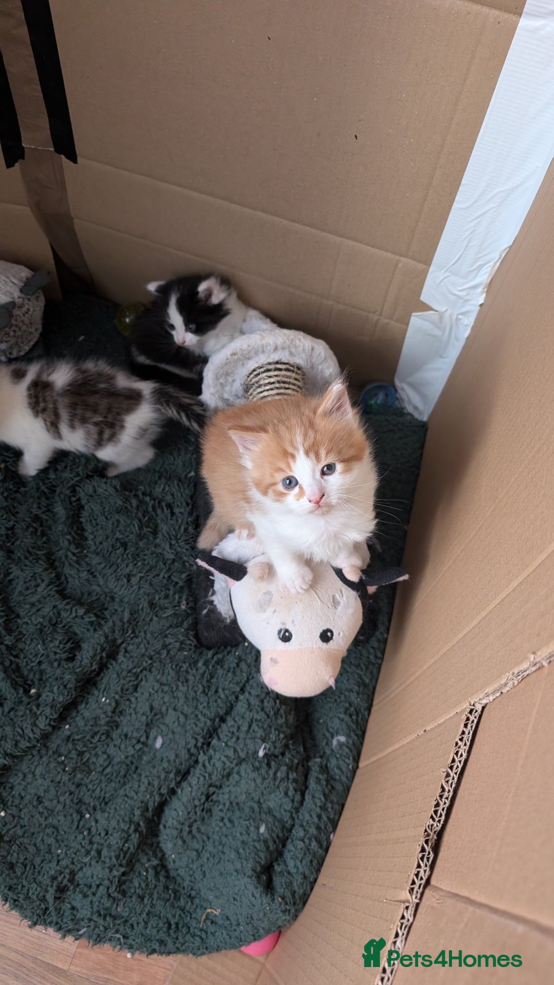 Maine Coon cats for sale: 3 Beautiful Maine coon kittens for sale  😍 - Advert 4