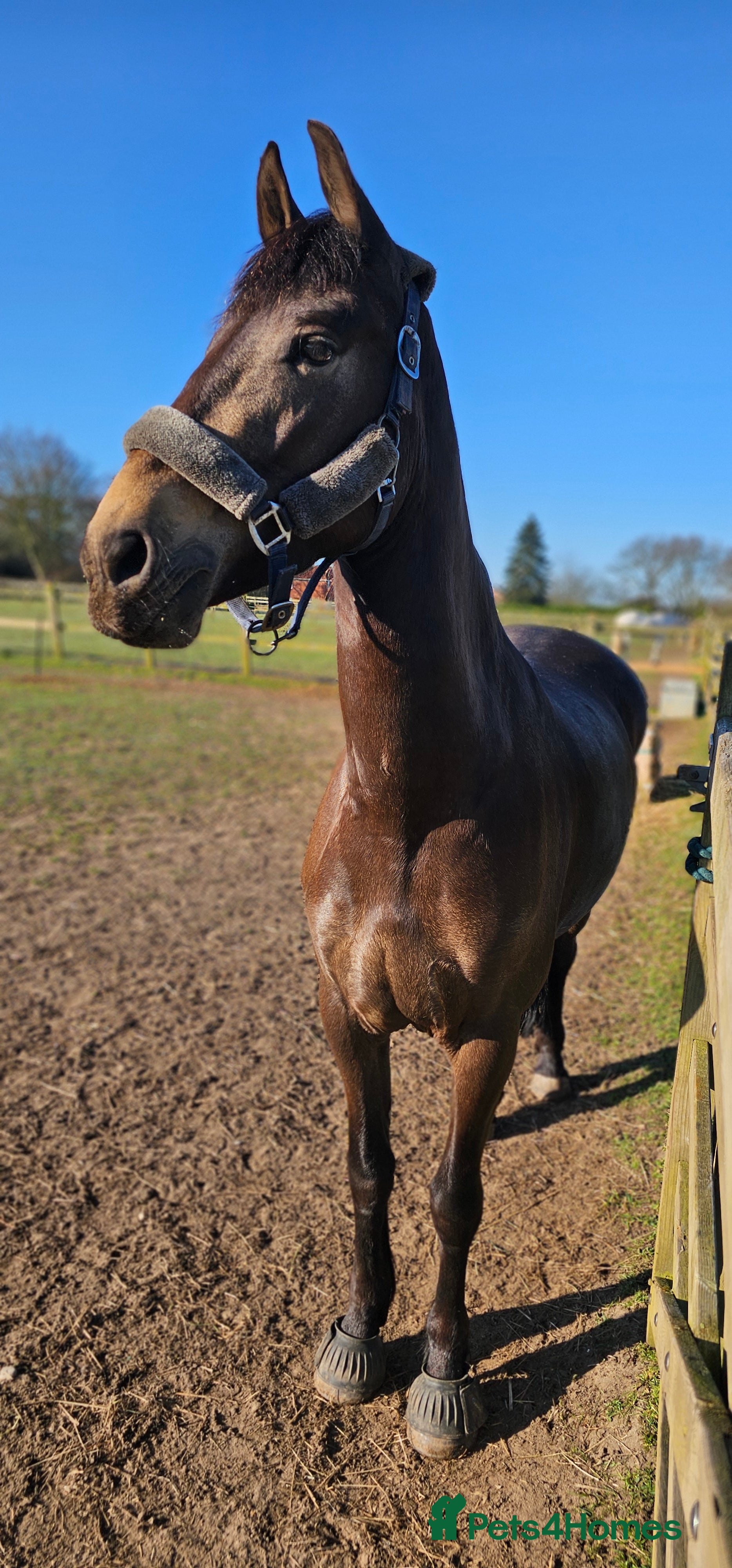 Andalusian horses Full or Part Loan - Advert 3