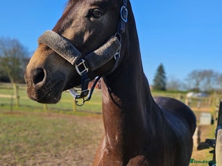 Andalusian horses for sale: Full or Part Loan - Advert 1