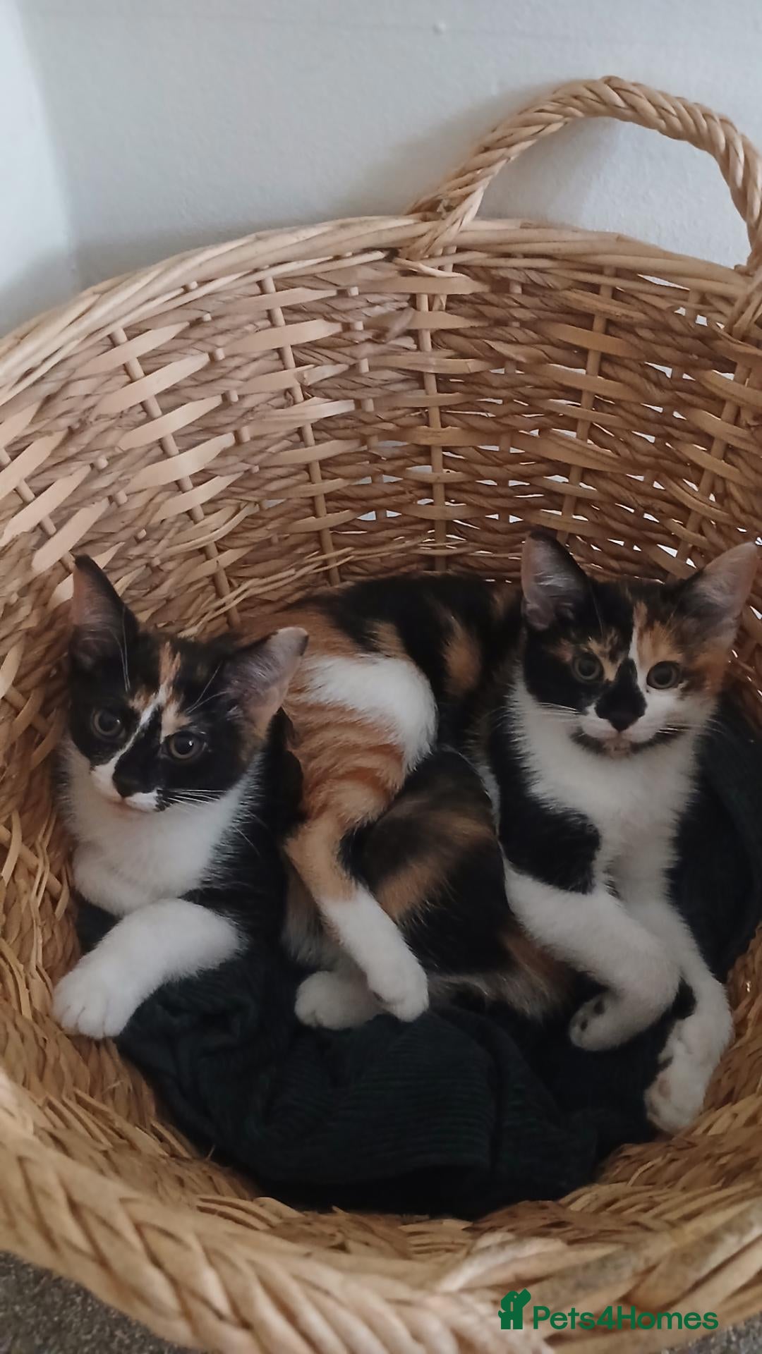 Mixed Breed cats Two beautiful Calicos - Advert 1