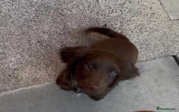 Sprocker dogs for sale: Sprocker spaniel pup - Image 1