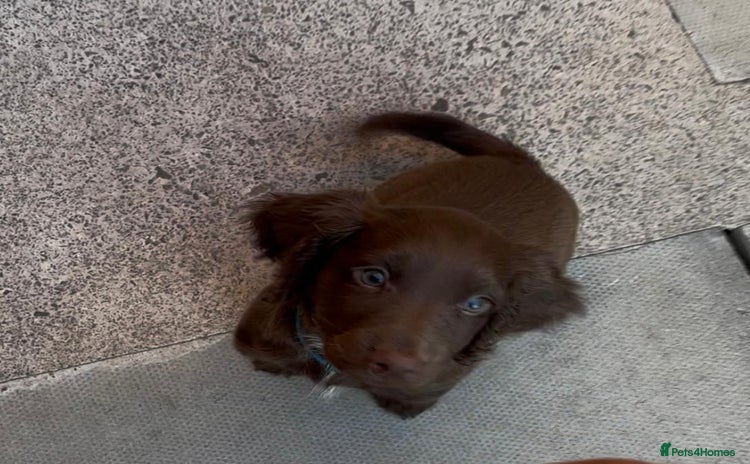 Sprocker dogs - Advert 1