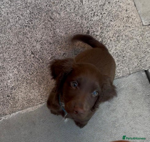 Sprocker dogs - Advert 5