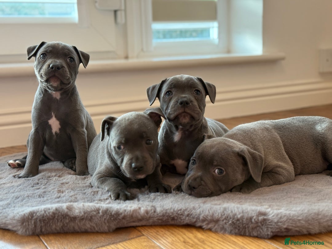 Staffordshire Bull Terrier dogs for sale: Ready for Their Forever Homes Now - Image 24