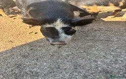 Pig livestock for sale: Gorgeous Kune Kune Piglets for sale - Image 7