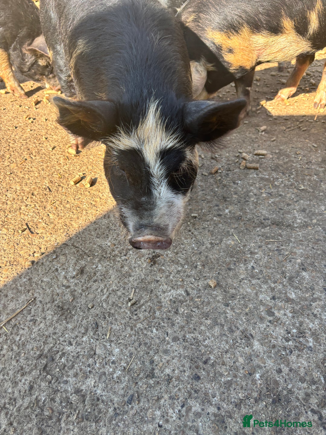 Pig livestock for sale: Gorgeous Kune Kune Piglets for sale - Image 7