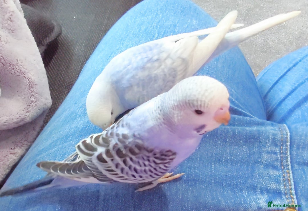 Budgerigars birds for sale: Hand reared silly tame baby budgies  - Image 24